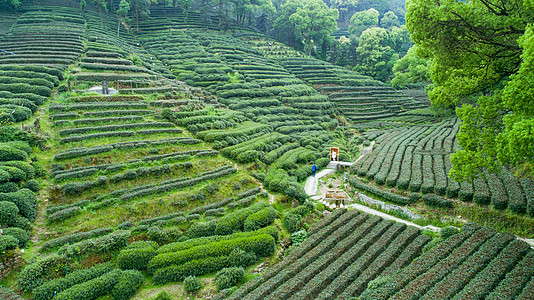 航拍梅家坞绿色茶园背景图片