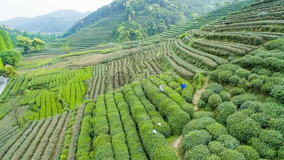 航拍梅家坞绿色茶园图片