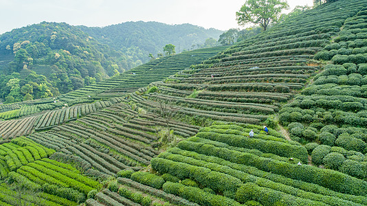 航拍梅家坞绿色茶园图片