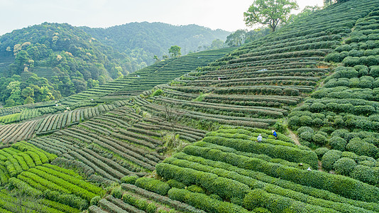 航拍梅家坞绿色茶园背景图片