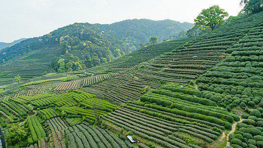 航拍梅家坞绿色茶园图片