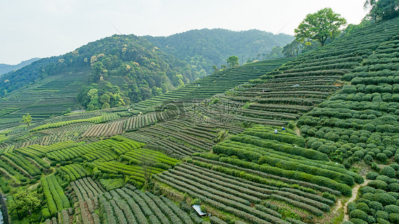 航拍梅家坞绿色茶园图片