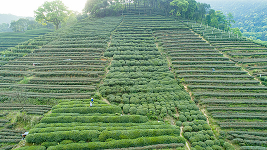 航拍梅家坞绿色茶园图片