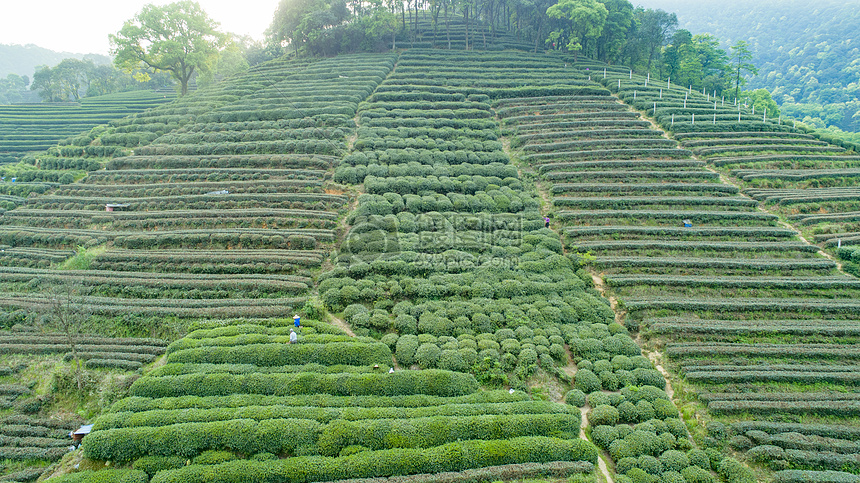 航拍梅家坞绿色茶园图片