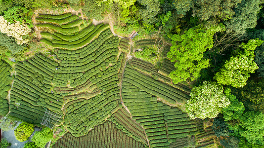 杭州梅家坞航拍梅家坞绿色茶园背景