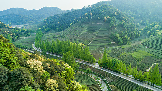 茶叶路素材航拍梅家坞绿色茶园背景