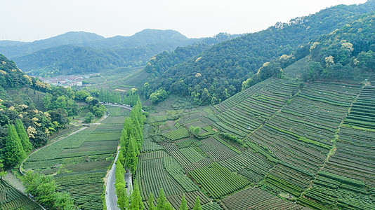 茶叶路素材航拍梅家坞绿色茶园背景