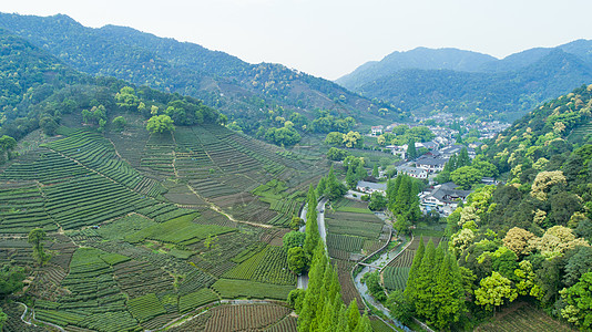 航拍梅家坞绿色茶园背景