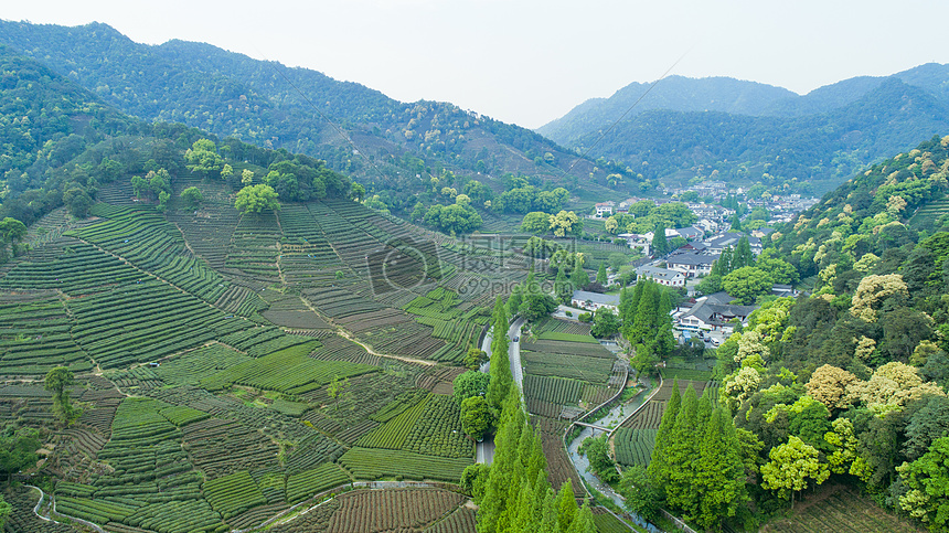 航拍梅家坞绿色茶园图片