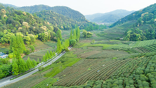 航拍梅家坞绿色茶园背景图片