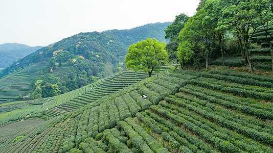 航拍梅家坞绿色茶园图片