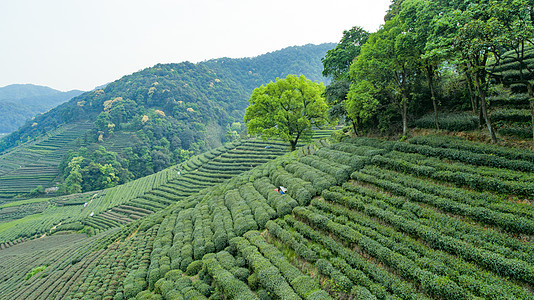 航拍梅家坞绿色茶园背景图片