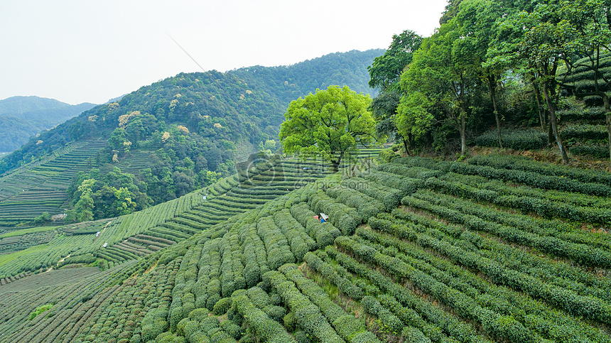 航拍梅家坞绿色茶园图片