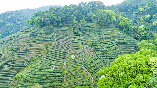 航拍梅家坞绿色茶园背景图片