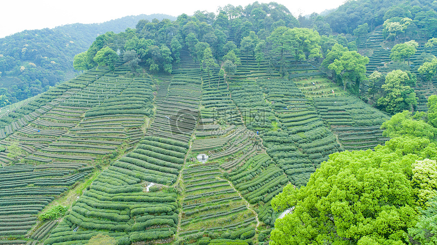 航拍梅家坞绿色茶园图片