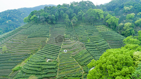 航拍梅家坞绿色茶园图片