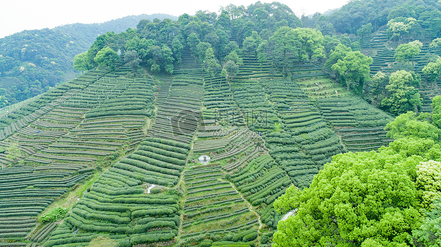 航拍梅家坞绿色茶园图片