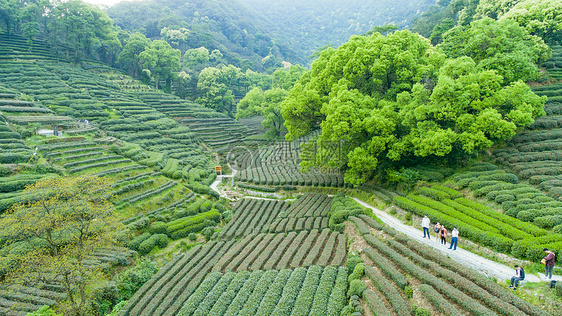 航拍梅家坞绿色茶园图片