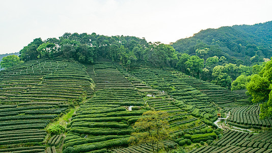 航拍梅家坞绿色茶园背景图片