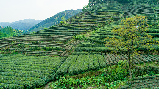 航拍梅家坞绿色茶园图片