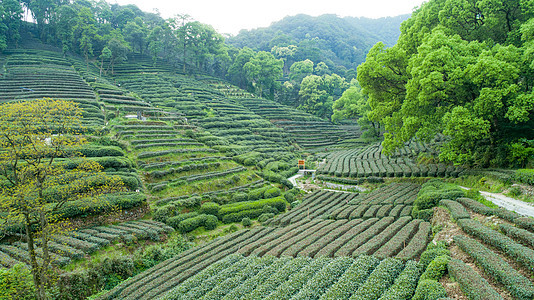 航拍梅家坞绿色茶园背景图片