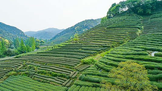 航拍梅家坞绿色茶园图片