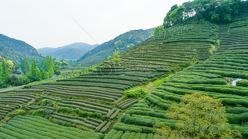 航拍梅家坞绿色茶园图片