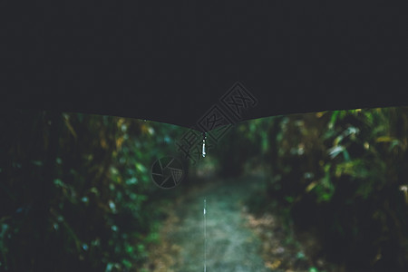 林中雨水滴雨天伞高清图片