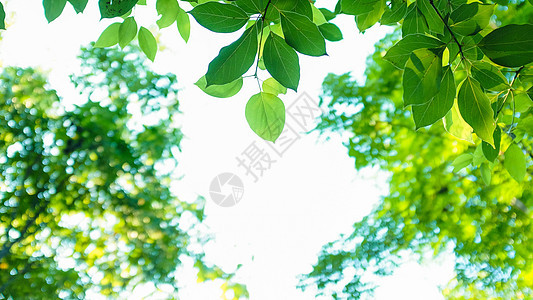清新绿色树叶背景素材图片