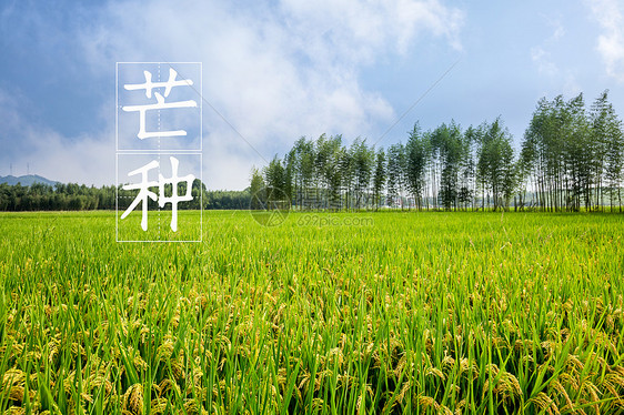 二十四节气 芒种 海报图片