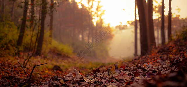 简约静物树林里的落叶背景