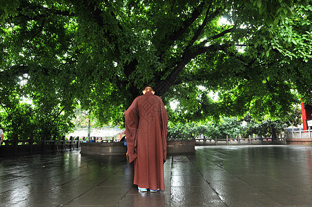 古寺庙内佛教僧人在茂盛的树下沉思背景图片