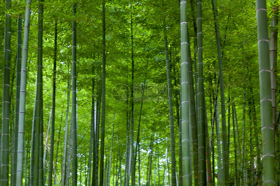 竹海竹林图片