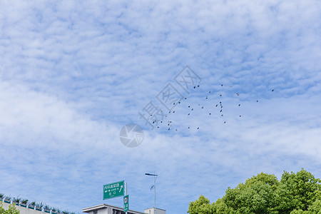 城市天空鸟儿成群飞翔图片