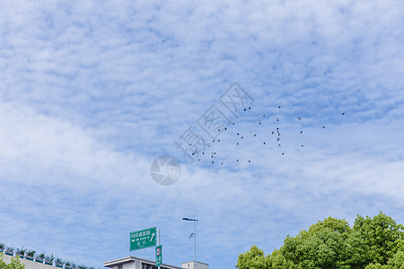 城市天空鸟儿成群飞翔背景图片