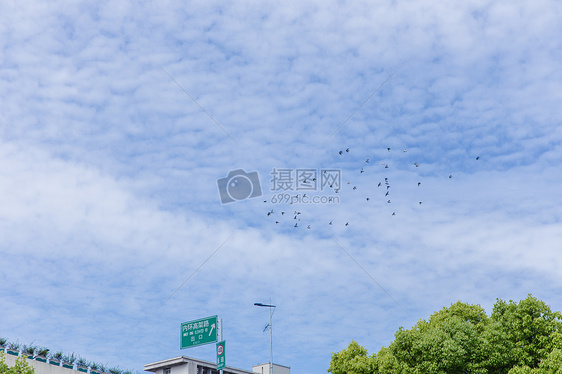 城市天空鸟儿成群飞翔图片