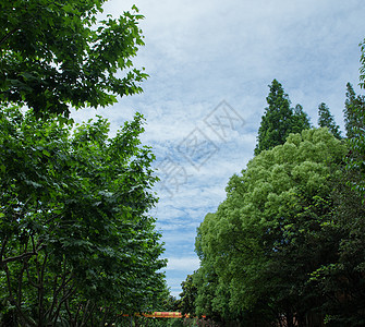 校园树林天空背景图片