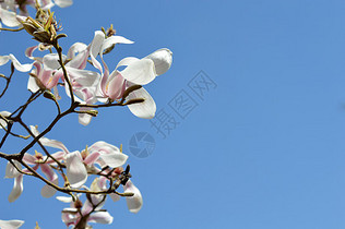 淡蓝天空下盛开的玉兰花图片