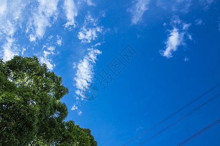 清新自然大树蓝天白云风景图片