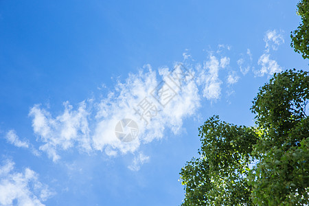 清新自然大树蓝天白云风景图片