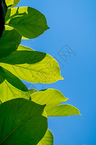 树叶通透-阳光与天空的邂逅图片