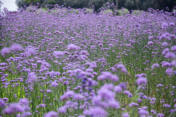 公园紫色开放花的风景图片