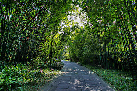 中国风竹林成都背景