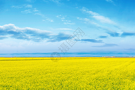 青海湖油菜花背景图片