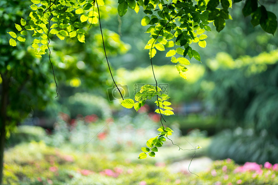 绿色植物花草树木图片