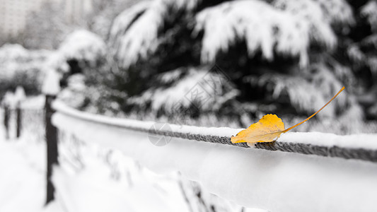 雪中公园银杏叶背景图片
