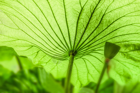 绿色植物特写荷叶特写背景