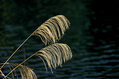 湖边的芦苇背景图片