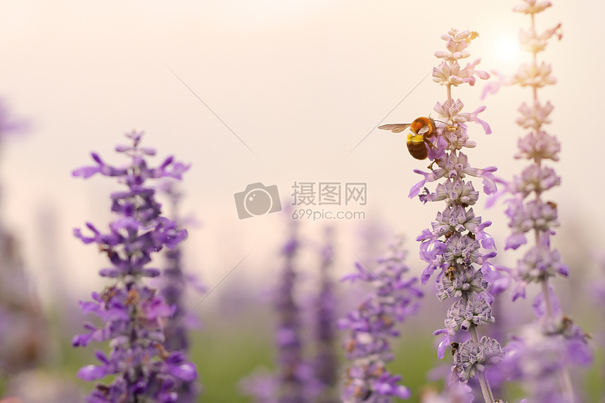 蜜蜂采蜜图片