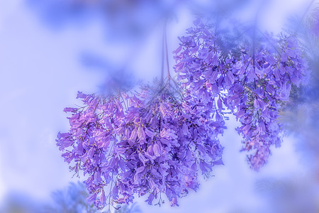 浪漫花卉蓝花楹背景